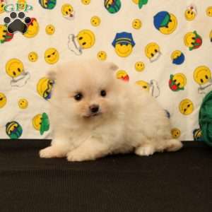 Delilah, Pomeranian Puppy